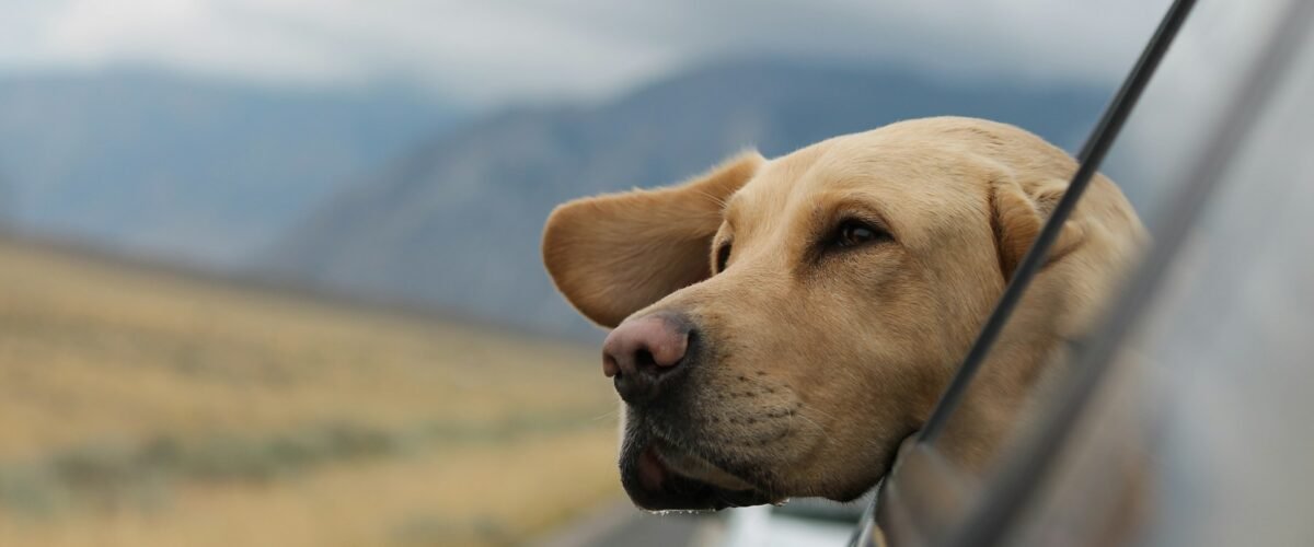 Is Pet-Friendly Travel Planning a Profitable Business Venture?