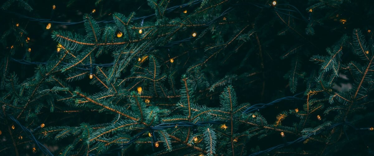 Should You Invest in a Christmas Tree Farm Venture?